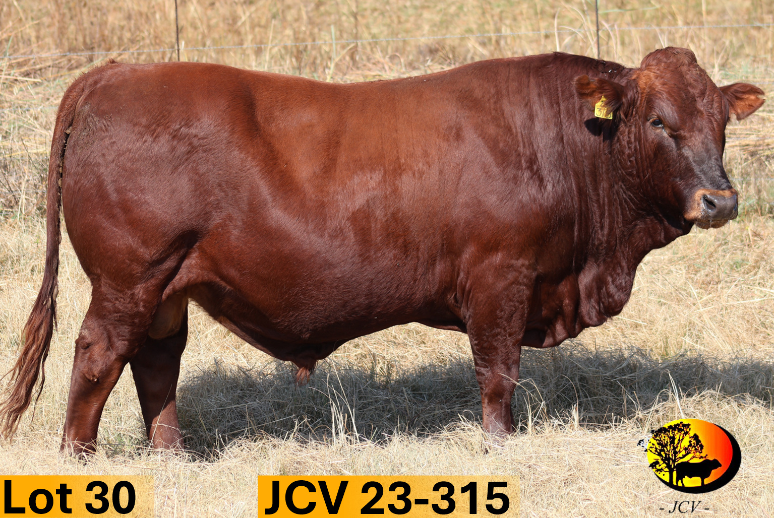 JCV 23-315 — Lot 30