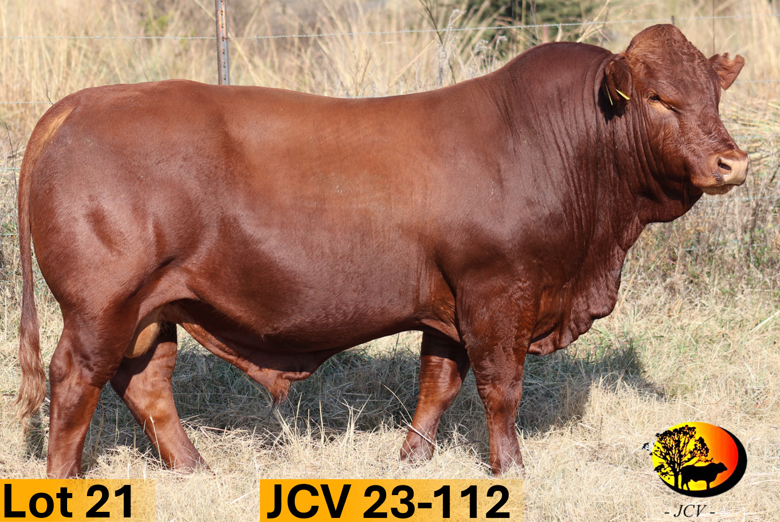 JCV 23-112 — Lot 21