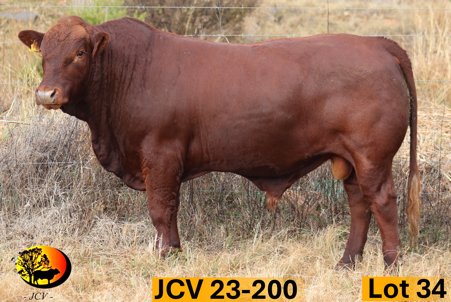 JCV 23-200 — Lot 34