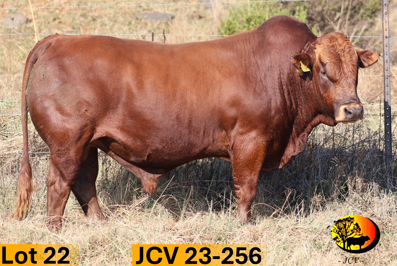 JCV 23-256 — Lot 22