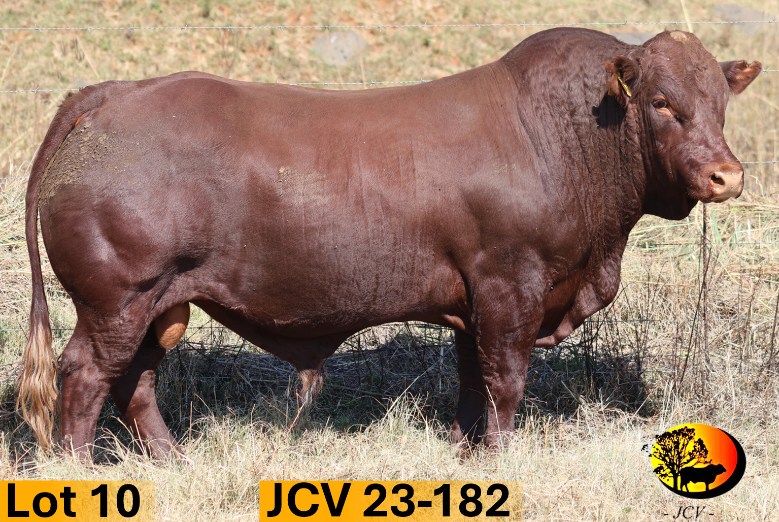 JCV 23-182 — Lot 10