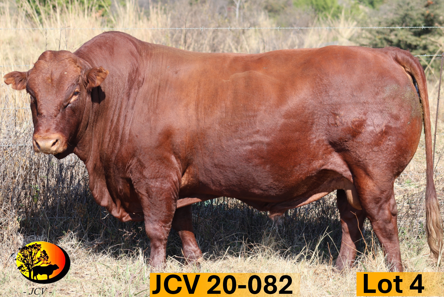 JCV 20-082 — Lot 04