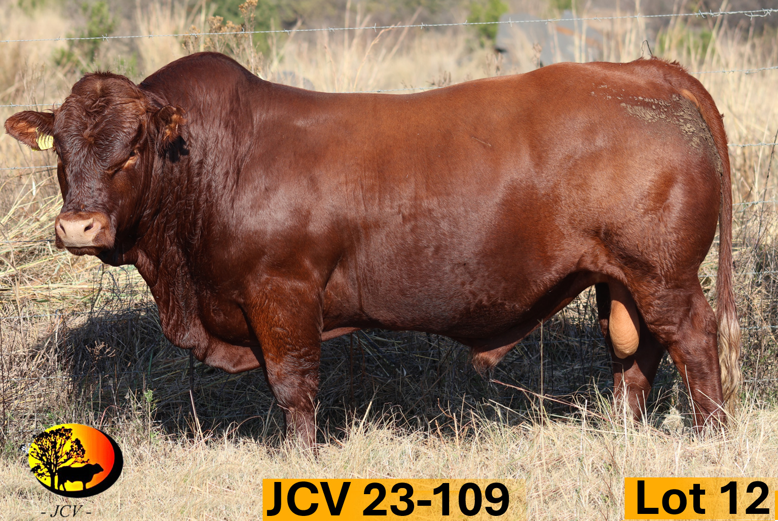 JCV 23-109 — Lot 12