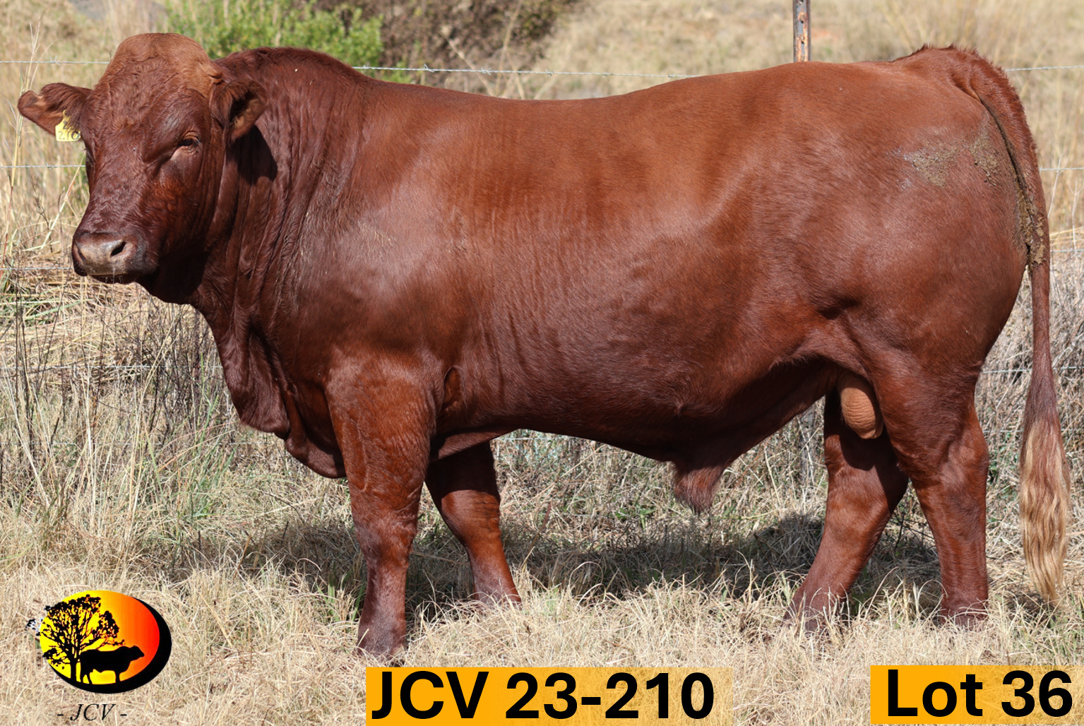 JCV 23-210 — Lot 36