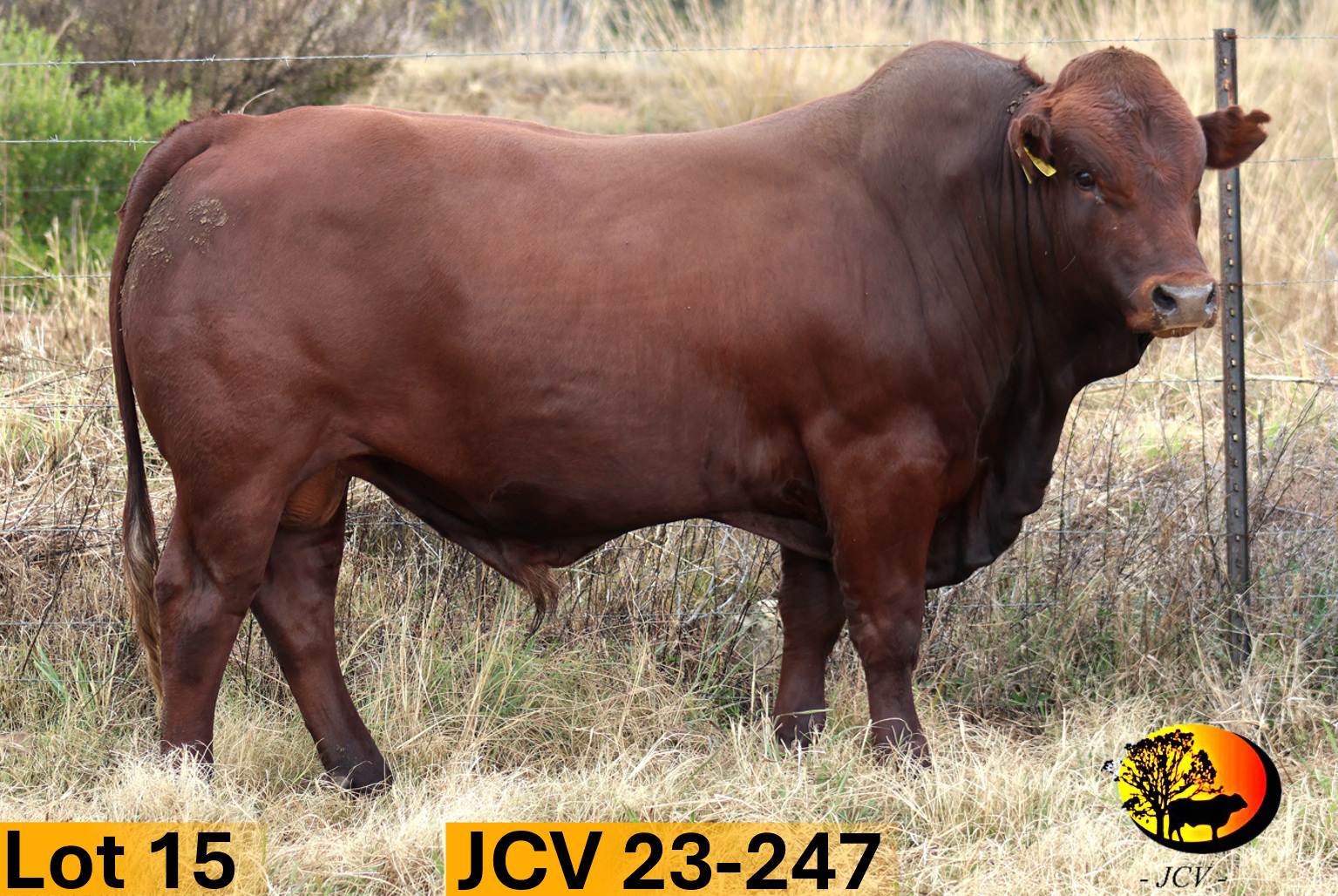 JCV 23-247 — Lot 15