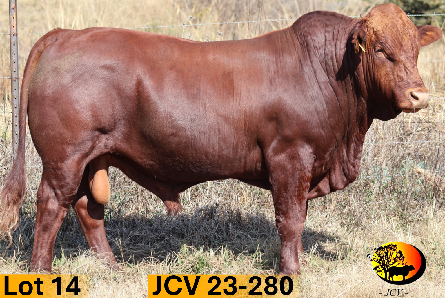 JCV 23-280 — Lot 14