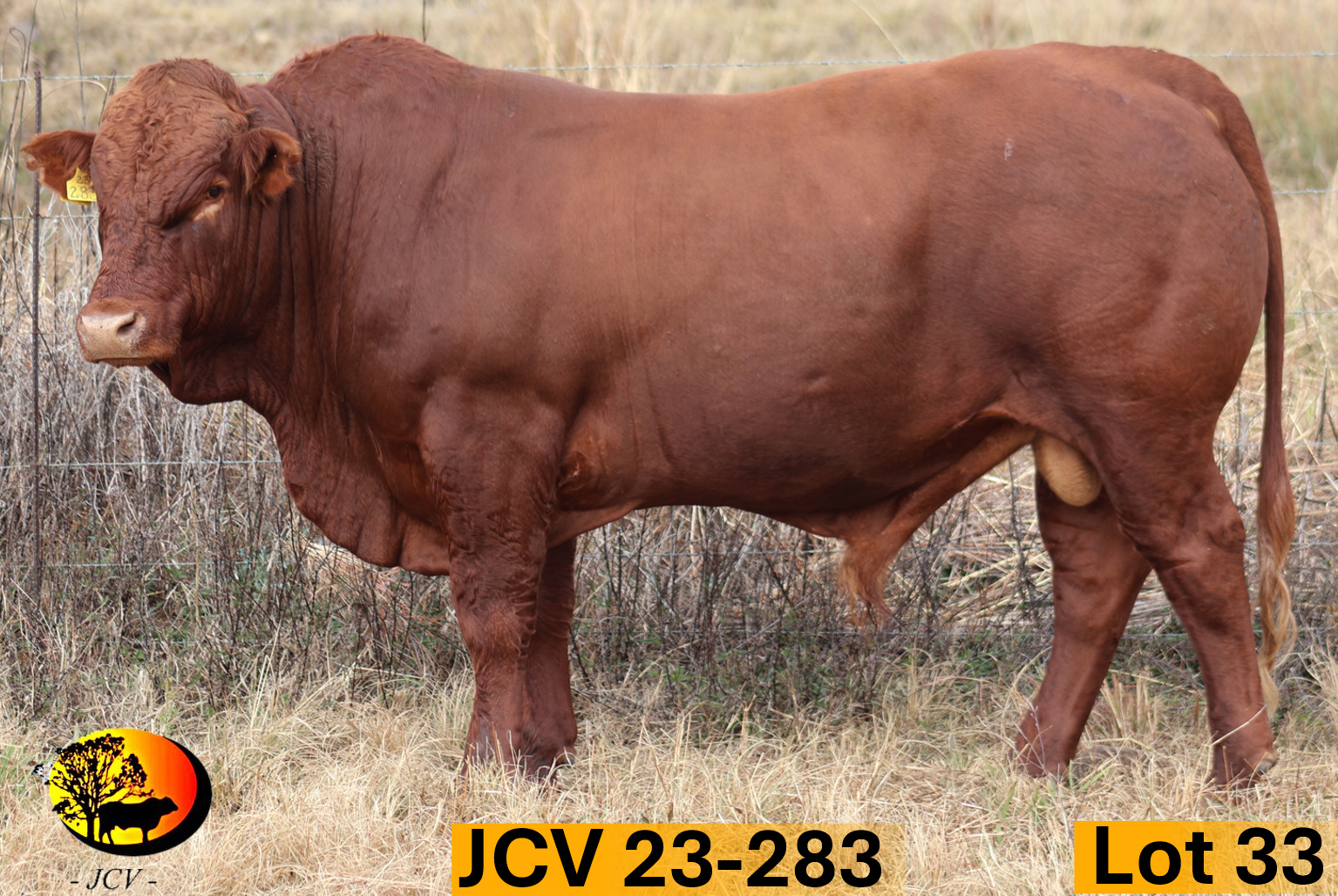 JCV 23-283 — Lot 33