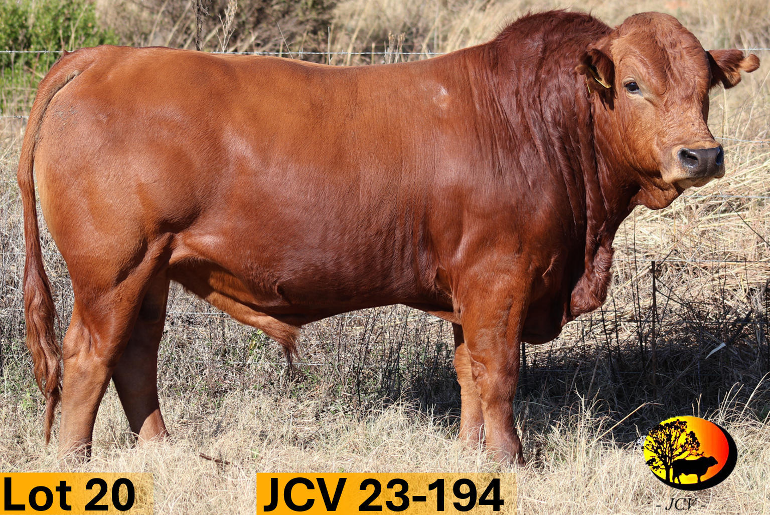 JCV 23-194 — Lot 20