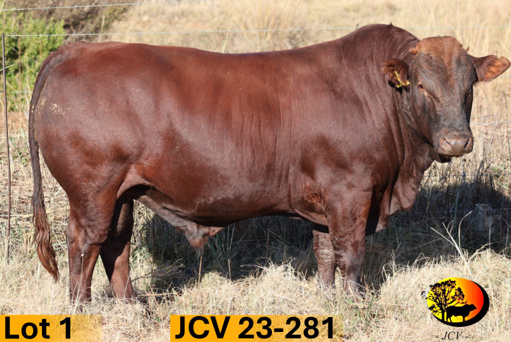 JCV 23-281 — Lot 01
